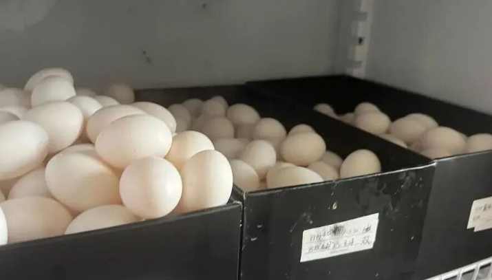 江苏禾风鸽业：借科技创新之力 让富硒鸽产业振翅高飞