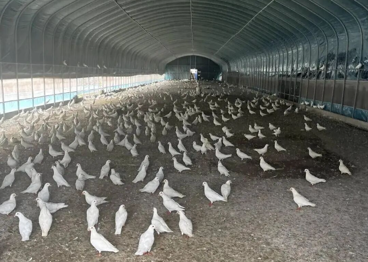 江苏禾风鸽业：借科技创新之力 让富硒鸽产业振翅高飞