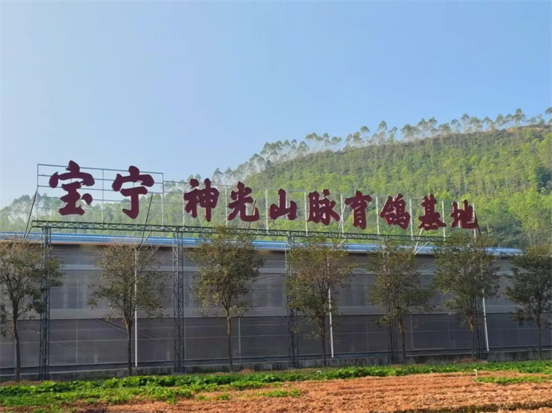 兴宁鸽产业园：鸽业转型升级的生动实践