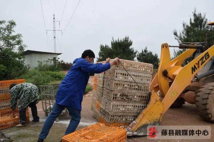 藤县做大做强鸽产业 助力乡村振兴展翅飞