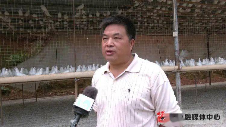 藤县做大做强鸽产业 助力乡村振兴展翅飞