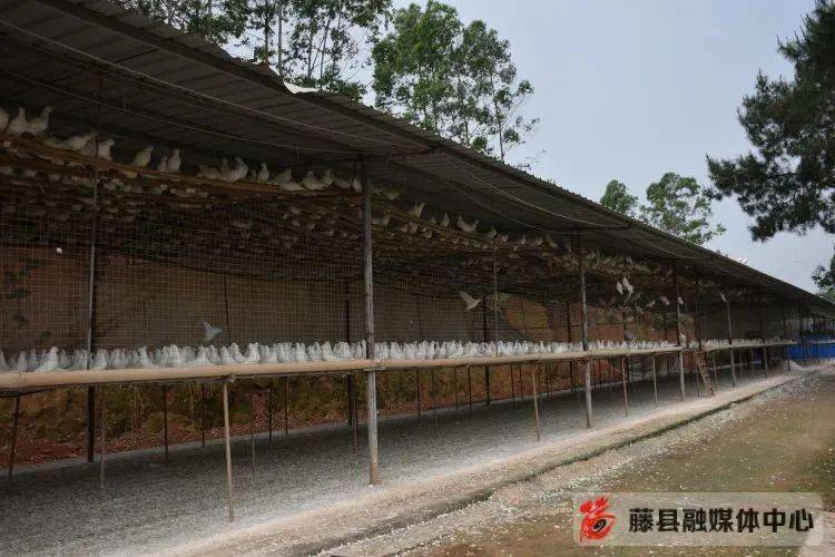 藤县做大做强鸽产业 助力乡村振兴展翅飞