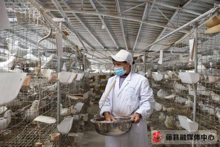 藤县做大做强鸽产业 助力乡村振兴展翅飞