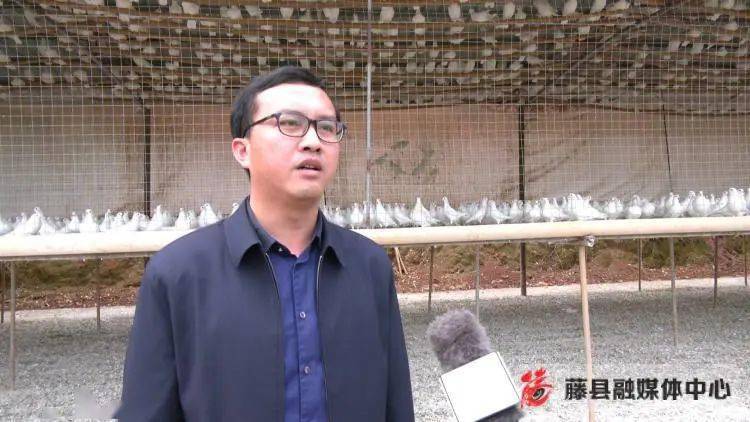 藤县做大做强鸽产业 助力乡村振兴展翅飞