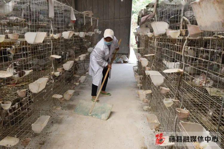 藤县做大做强鸽产业 助力乡村振兴展翅飞