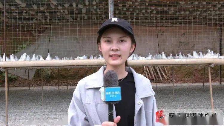 藤县做大做强鸽产业 助力乡村振兴展翅飞
