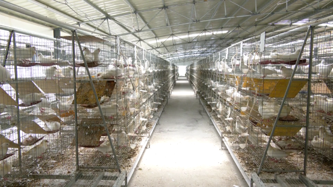 青云鸽业：年出乳鸽将达300万羽，以现代养殖业助力乡村振兴