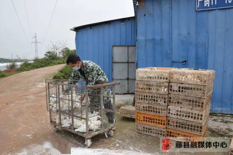 藤县做大做强鸽产业 助力乡村振兴展翅飞