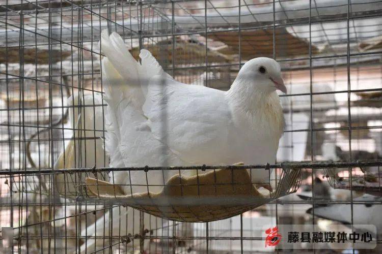 藤县做大做强鸽产业 助力乡村振兴展翅飞